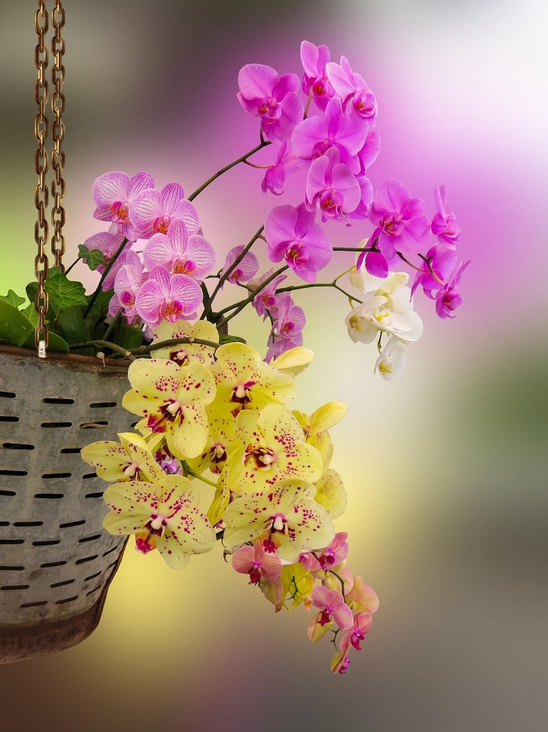 Hanging Baskets