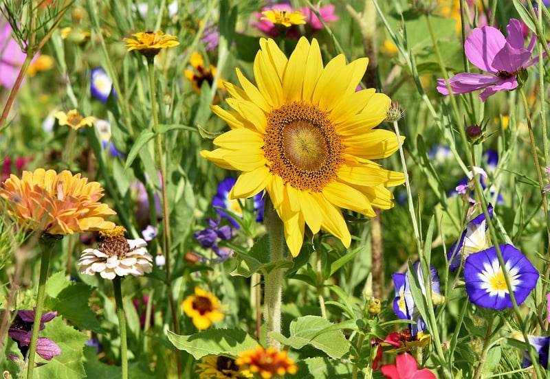 Gutter Garden Example